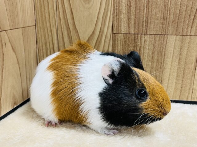 イングリッシュモルモット