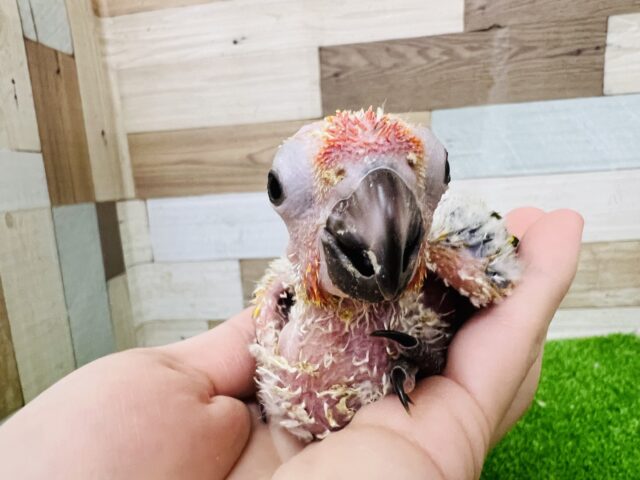 コガネメキシコインコ