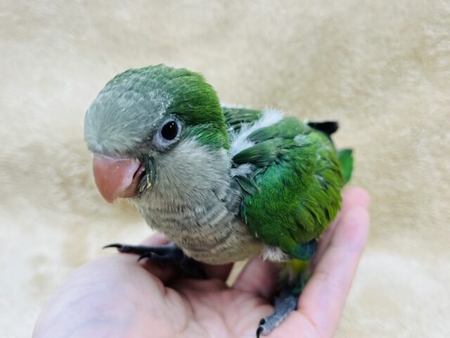【最新動画更新🪄】いっぱい食べる君が好き♫オキナインコ(グリーン)ヒナ オキナインコ