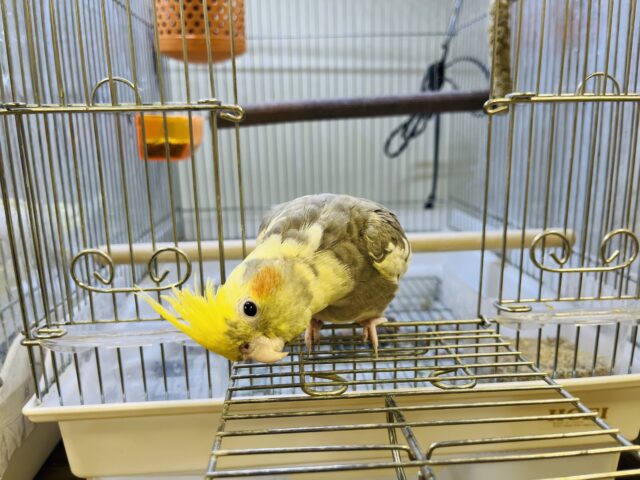 オカメインコ