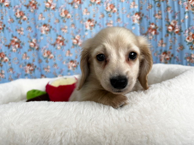 ミニチュアダックス