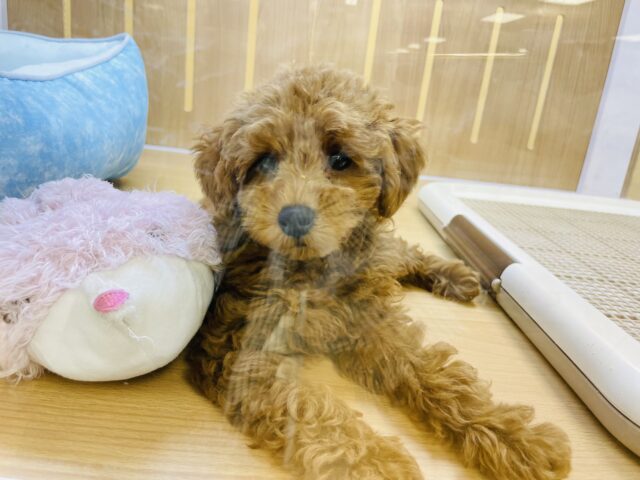 一目惚れ間違いなし!トイプードルくん! トイプードル