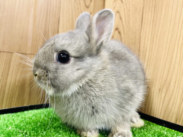 ネザーランドドワーフ