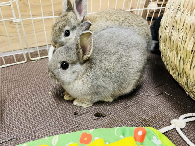 ネザーランドドワーフ