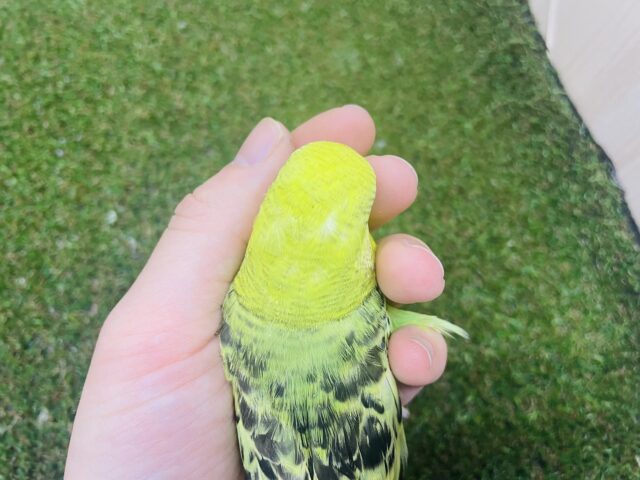 ジャンボセキセイインコ