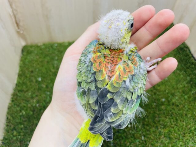 ビセイインコ（美声インコ）