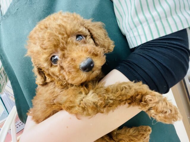 トイプードル