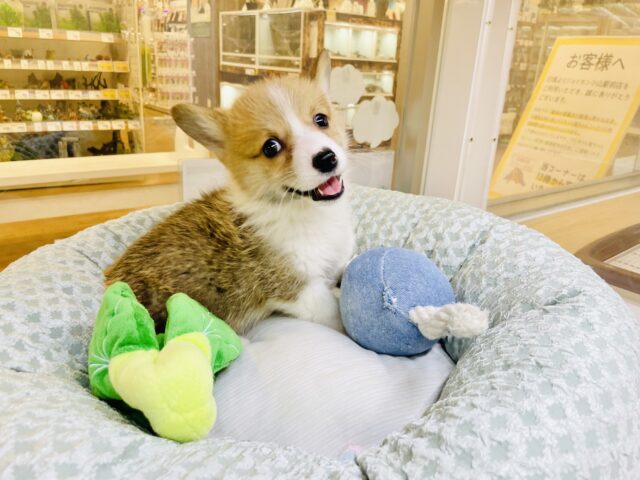 ウェルシュコーギー・ペンブローグ