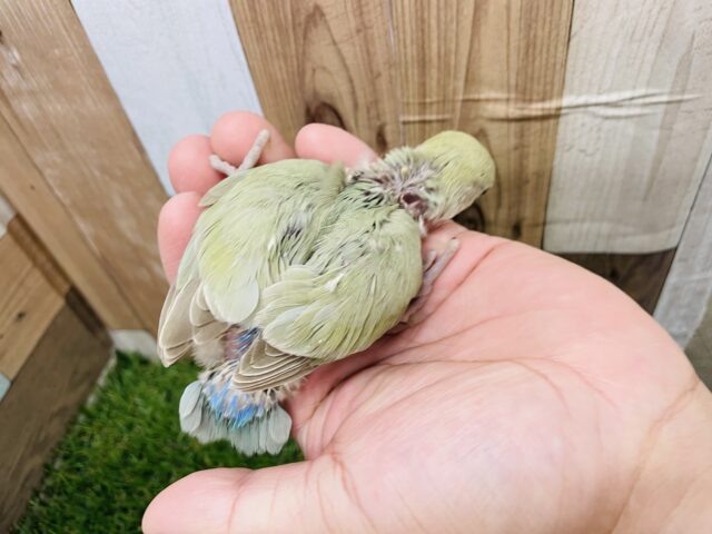 コザクラインコ（小桜インコ）