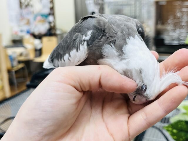 オカメインコ
