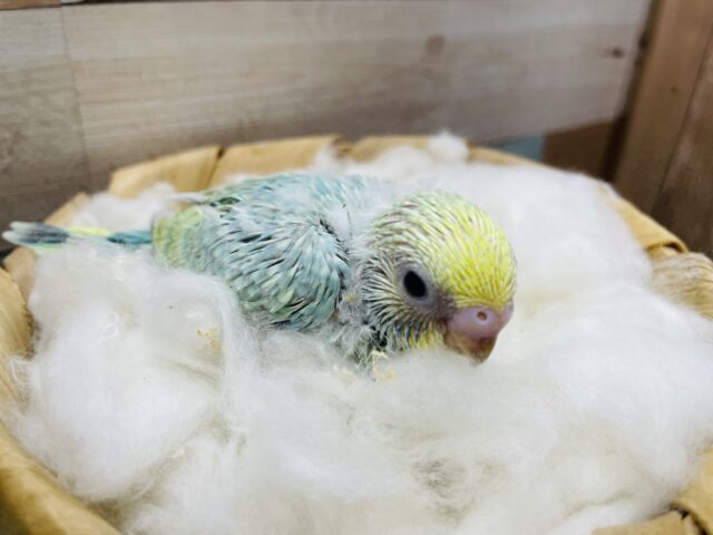 セキセイインコ