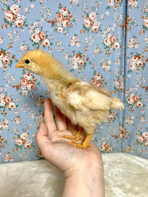 ボリスブラウン