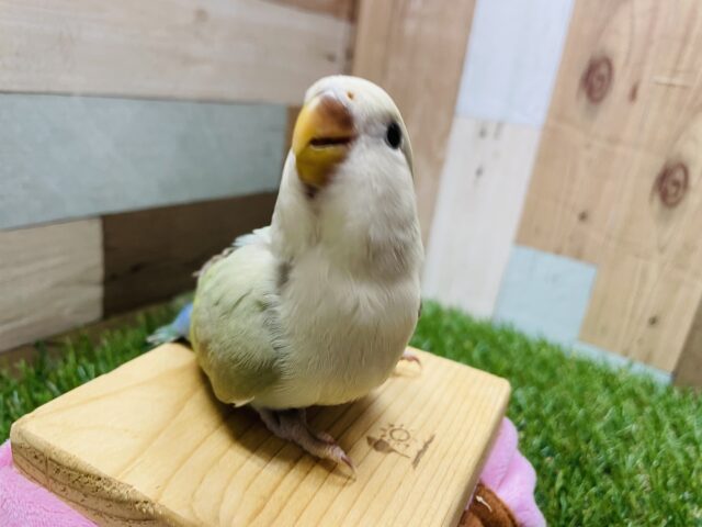 コザクラインコ（小桜インコ）