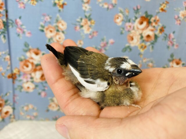 十姉妹（ジュウシマツ）