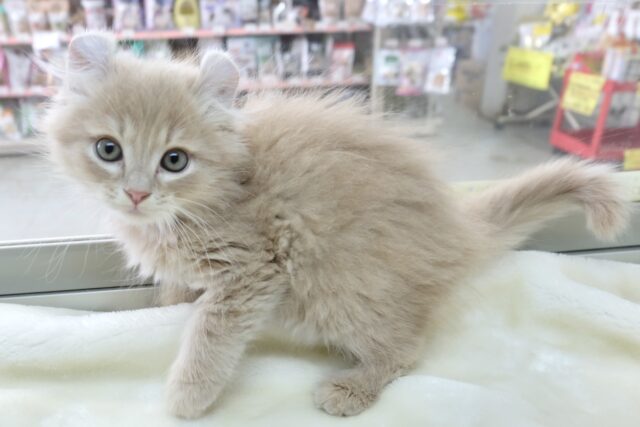 アメリカンカール