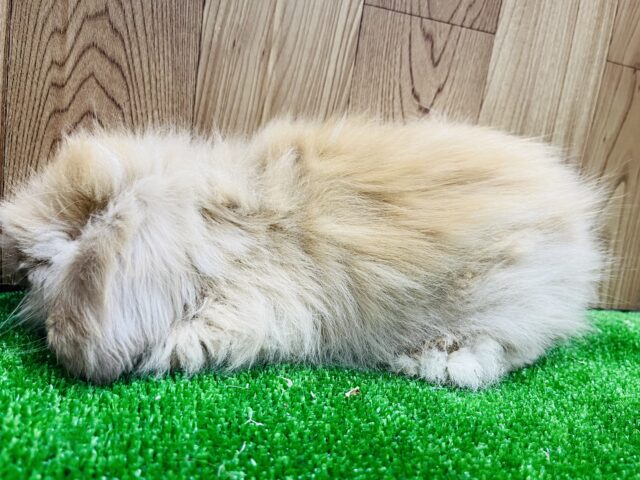 アメリカンファジーロップ