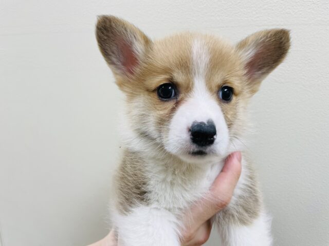 ウェルシュコーギー・ペンブローグ