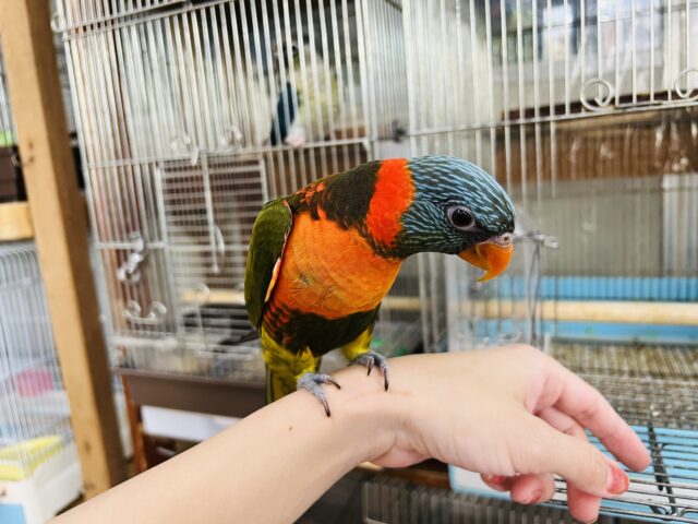 ゴシキセイガイインコ