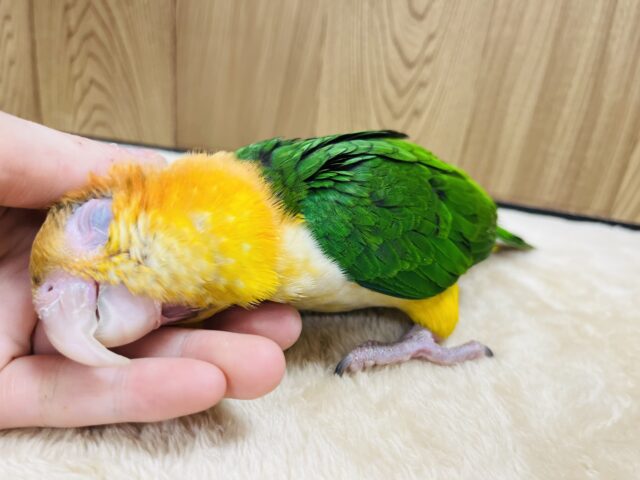 シロハラインコ