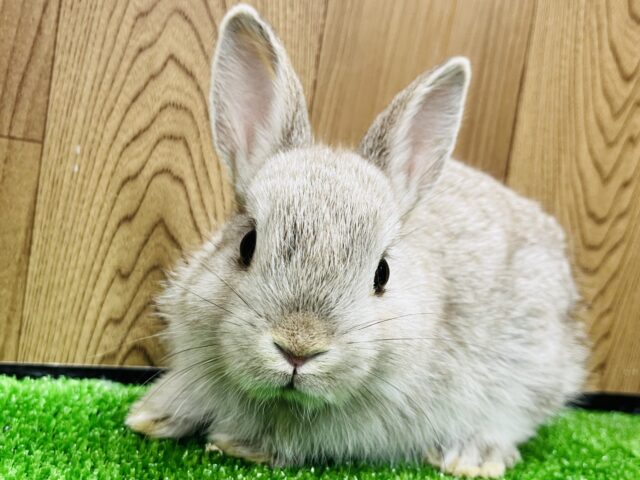 ドワーフラビット