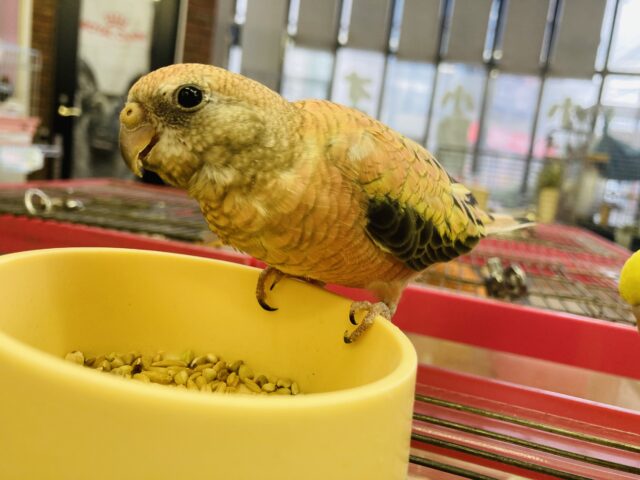 まったりおっとり🧡ローズ秋草インコさんです🧡 アキクサインコ(秋草インコ)