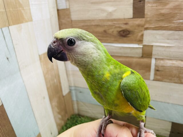 セネガルパロット