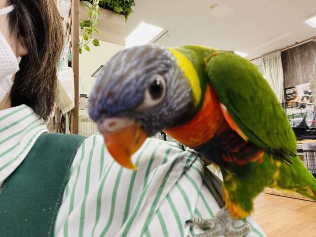 ゴシキセイガイインコ