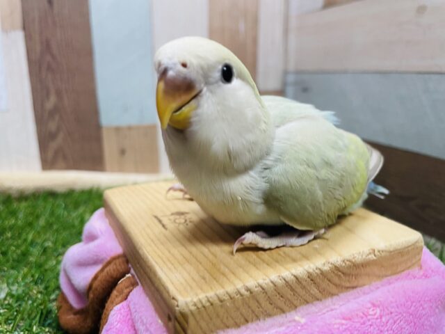 コザクラインコ（小桜インコ）