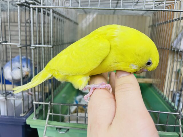 ジャンボセキセイインコ