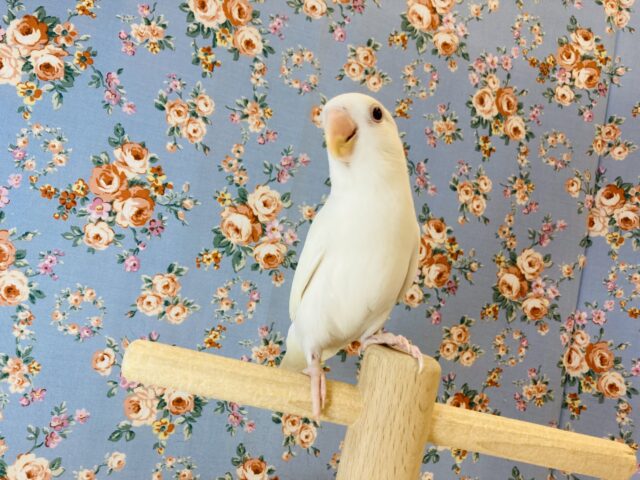 コザクラインコ（小桜インコ）