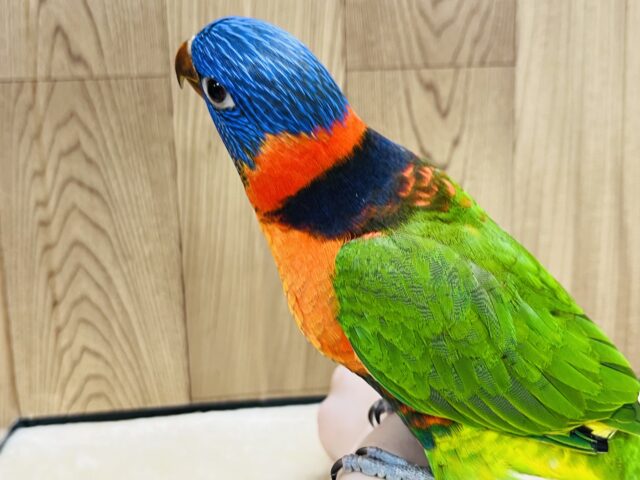 ゴシキセイガイインコ