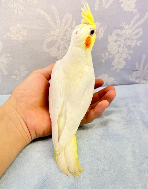 大人気❗️オカメインコ(ルチノー) 2023年3月生まれ オカメインコ