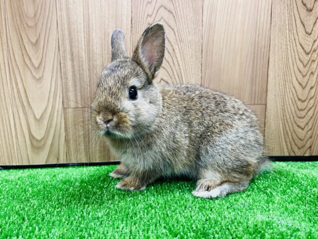 ネザーランドドワーフ