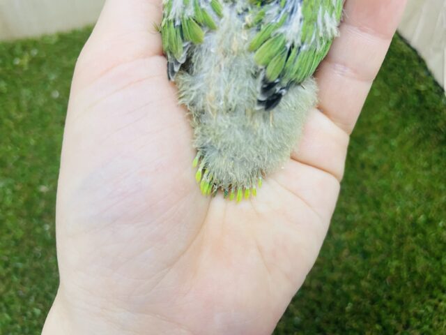 キエリボタンインコ