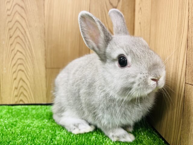 ネザーランドドワーフ