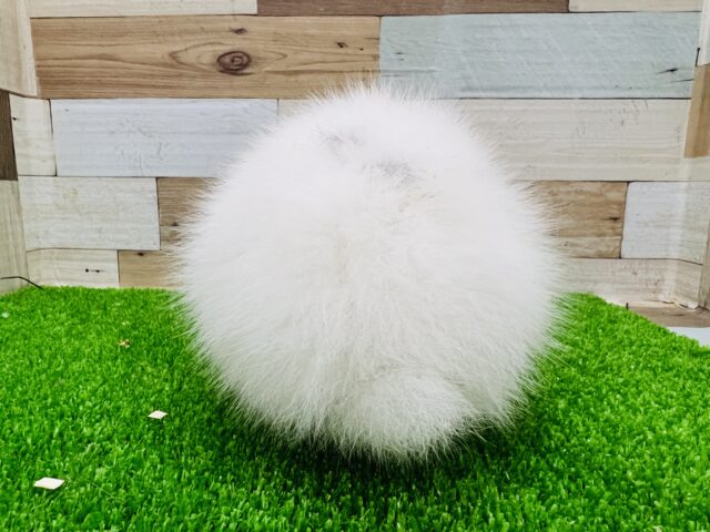 ライオンラビット