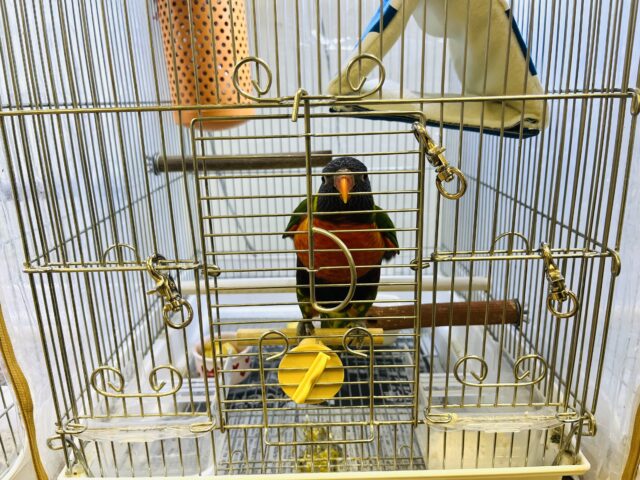 ゴシキセイガイインコ