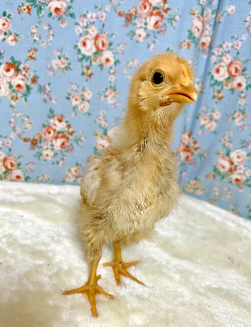 ボリスブラウン