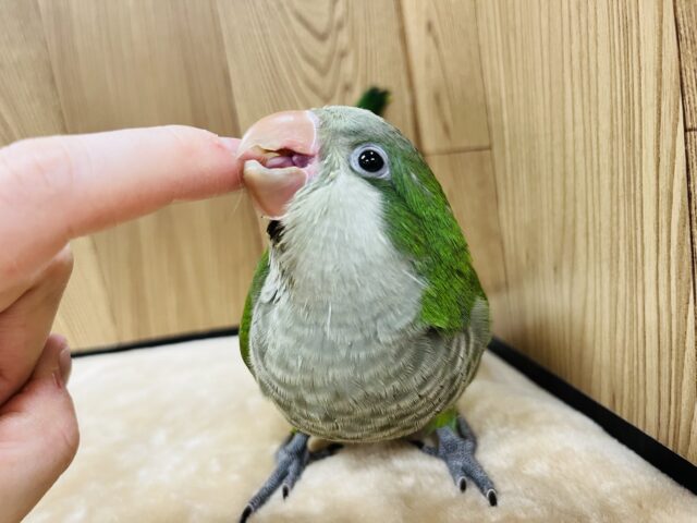 オキナインコ