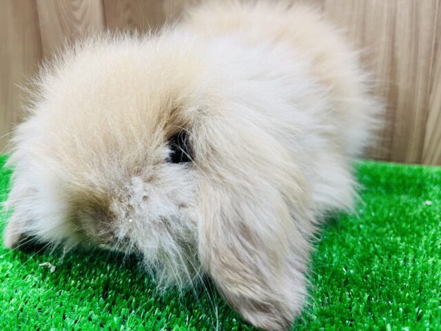 アメリカンファジーロップ