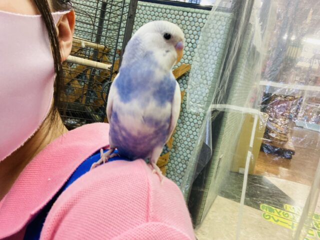 セキセイインコ