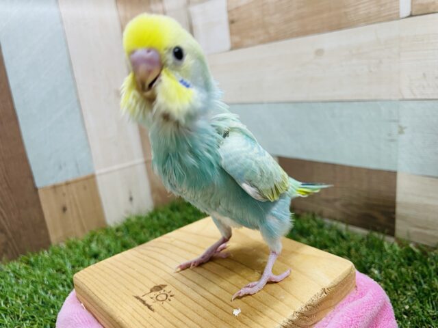 セキセイインコ