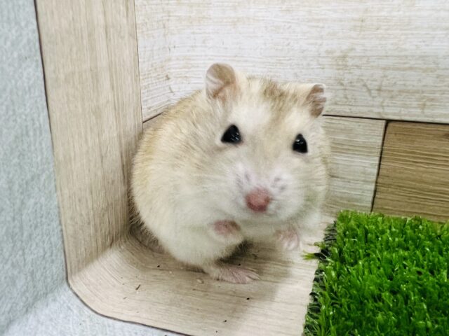 ジャンガリアン