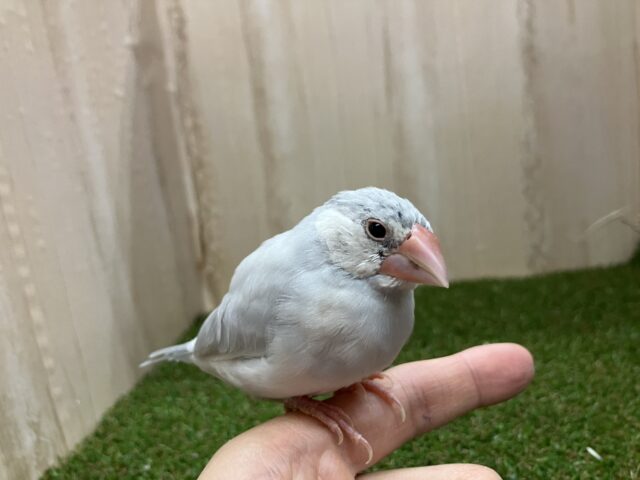 シルバー文鳥