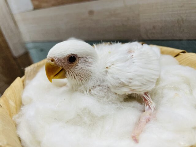 コザクラインコ（小桜インコ）