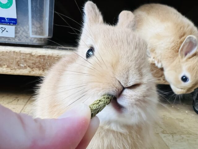 ネザーランドドワーフ