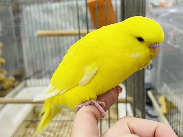ジャンボセキセイインコ