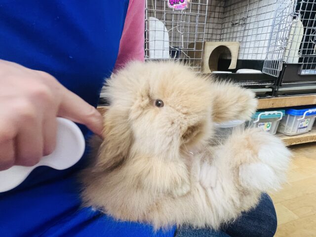 アメリカンファジーロップ