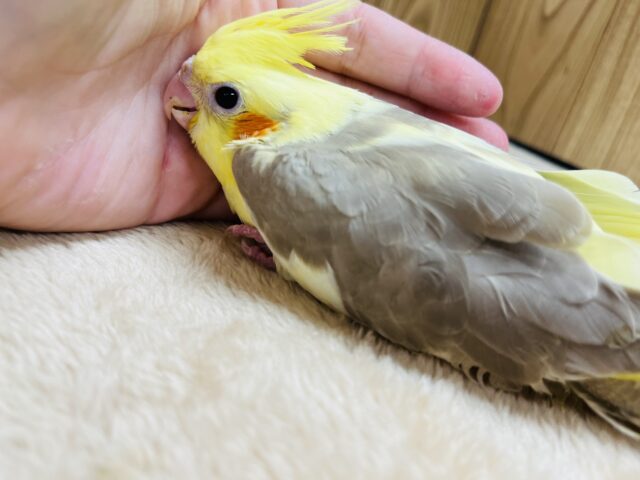 オカメインコ
