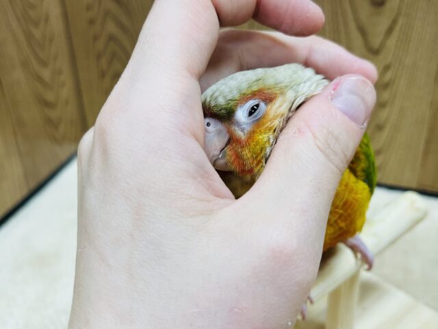ホオミドリウロコインコ